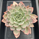 Echeveria 'Pink Champaign' Variegated 5"-6" Large Succulent Plant