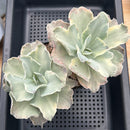 Echeveria 'Japan Moon River' Variegated Large Cluster 5" Succulent Plant