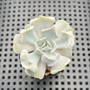 Echeveria 'Thriller Pearl' 2" Succulent Plant