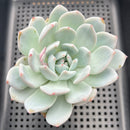 Echeveria 'Ivory' 3" Succulent Plant