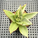 Echeveria Agavoides 'Maria' Variegated 2" Succulent Plant