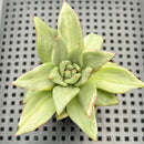 Echeveria Agavoides 'Maria' Variegated 2" Succulent Plant