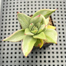 Echeveria Agavoides 'Maria' Variegated 2" Succulent Plant