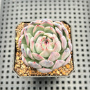 Echeveria sp. 2" Succulent Plant