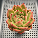Echeveria 'Neon Rouge' 2"-3" Succulent Plant