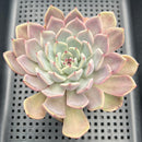 Echeveria Hybrid sp. 3"-4" (Flower Village Original Hybrid) Succulent Plant