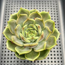 Echeveria 'Biella' Jelly Type 2"-3" Succulent Plant