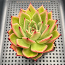 Echeveria Agavoides sp. 3" Succulent Plant