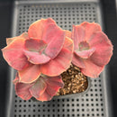 Echeveria 'Suyon Frill' Variegated Cluster 4"-5" Succulent Plant