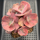Echeveria 'Suyon Frill' Variegated Cluster 4"-5" Succulent Plant