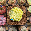 Echeveria Halbingeri Variegated 1"-2" Succulent Plant Cutting