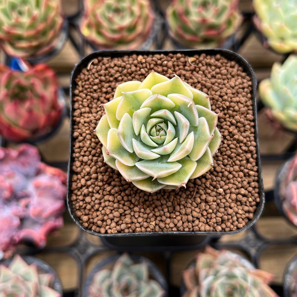 behartii succulent Echeveria Halbingeri Variegated 1" Succulent Plant Cutting – True Succulents  Plant Co