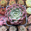 Echeveria 'Onyx' 2" Succulent Plant Cutting