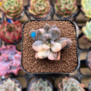 Pachyveria 'Blue Mist' 1" Succulent Plant Cutting