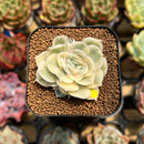 Echeveria 'Onslow' Variegated 2" Succulent Plant Cutting