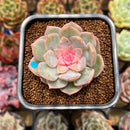 Echeveria 'Blossoming' Jelly Type 2" Succulent Plant Cutting