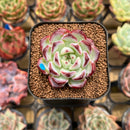 Echeveria 'Fairy King' 1"-2" New Hybrid Succulent Plant Cutting