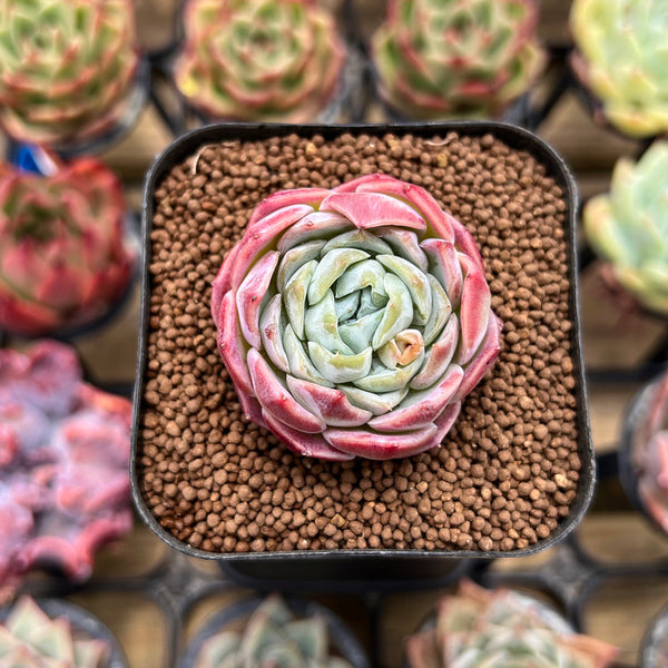 Echeveria 'Pink Bayan' 1