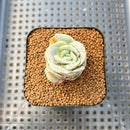 Graptoveria 'Lovely Rose' Unique Variegation 2" Succulent Plant Cutting