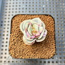 Graptoveria 'Lovely Rose' Unique Variegation 2" Succulent Plant Cutting