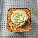 Graptoveria 'Lovely Rose' Unique Variegation 2" Succulent Plant Cutting