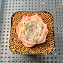 Echeveria 'Pikachu' 2" Succulent Plant Cutting