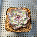 Echeveria 'Gemstone' 2" Succulent Plant Cutting