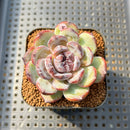 Echeveria 'Gemstone' 2" Succulent Plant Cutting