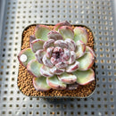 Echeveria 'Gemstone' 2" Succulent Plant Cutting