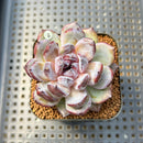 Echeveria 'Gemstone' 2" Succulent Plant Cutting