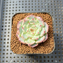 Echeveria 'Black Nail' 2" Succulent Plant Cutting