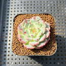 Echeveria 'Black Nail' 2" Succulent Plant Cutting