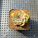 Echeveria Pulidonis Variegated 1" Succulent Plant Cutting