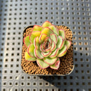 Echeveria Pulidonis Variegated 1" Succulent Plant Cutting