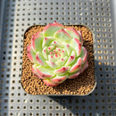 Echeveria Chihuahuaensis 1" Succulent Plant Cutting