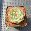 Echeveria Chihuahuaensis 1" Succulent Plant Cutting