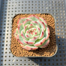 Echeveria Chihuahuaensis 1" Succulent Plant Cutting