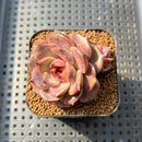 Echeveria 'Graslin' 2" Succulent Plant Cutting