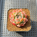 Echeveria 'Spicy Queen' 1"-2" Succulent Plant Cutting