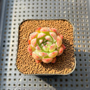 Echeveria 'Spicy Queen' 1"-2" Succulent Plant Cutting