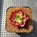 Echeveria 'Sunny Star' 1"-2" Succulent Plant Cutting