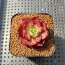 Echeveria 'Sunny Star' 1"-2" Succulent Plant Cutting