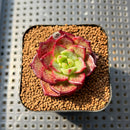 Echeveria 'Sunny Star' 1"-2" Succulent Plant Cutting