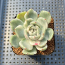 Echeveria 'Spring Rose' Variegated 2"-3" Succulent Plant Cutting