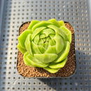 Echeveria Agavoides 'Snow Peak' Mutated 2" Succulent Plant Cutting