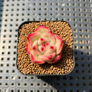Echeveria Agavoides sp. 1" Succulent Plant Cutting