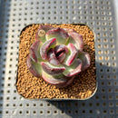 Echeveria 'Purple Wine' 2" Succulent Plant Cutting