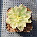 Echeveria Agavoides 'Red Tip' 2" Succulent Plant Cutting