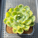 Echeveria 'Strawberry Ice' Variegated 2" Succulent Plant Cutting