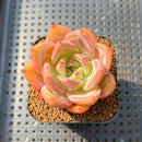 Echeveria 'Purple Champagin' 2" Succulent Plant Cutting